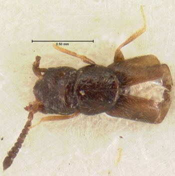Media type: image;   Entomology 6577 Aspect: habitus dorsal view